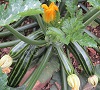 Courgettes ~ Green Tiger F1 (Late May)